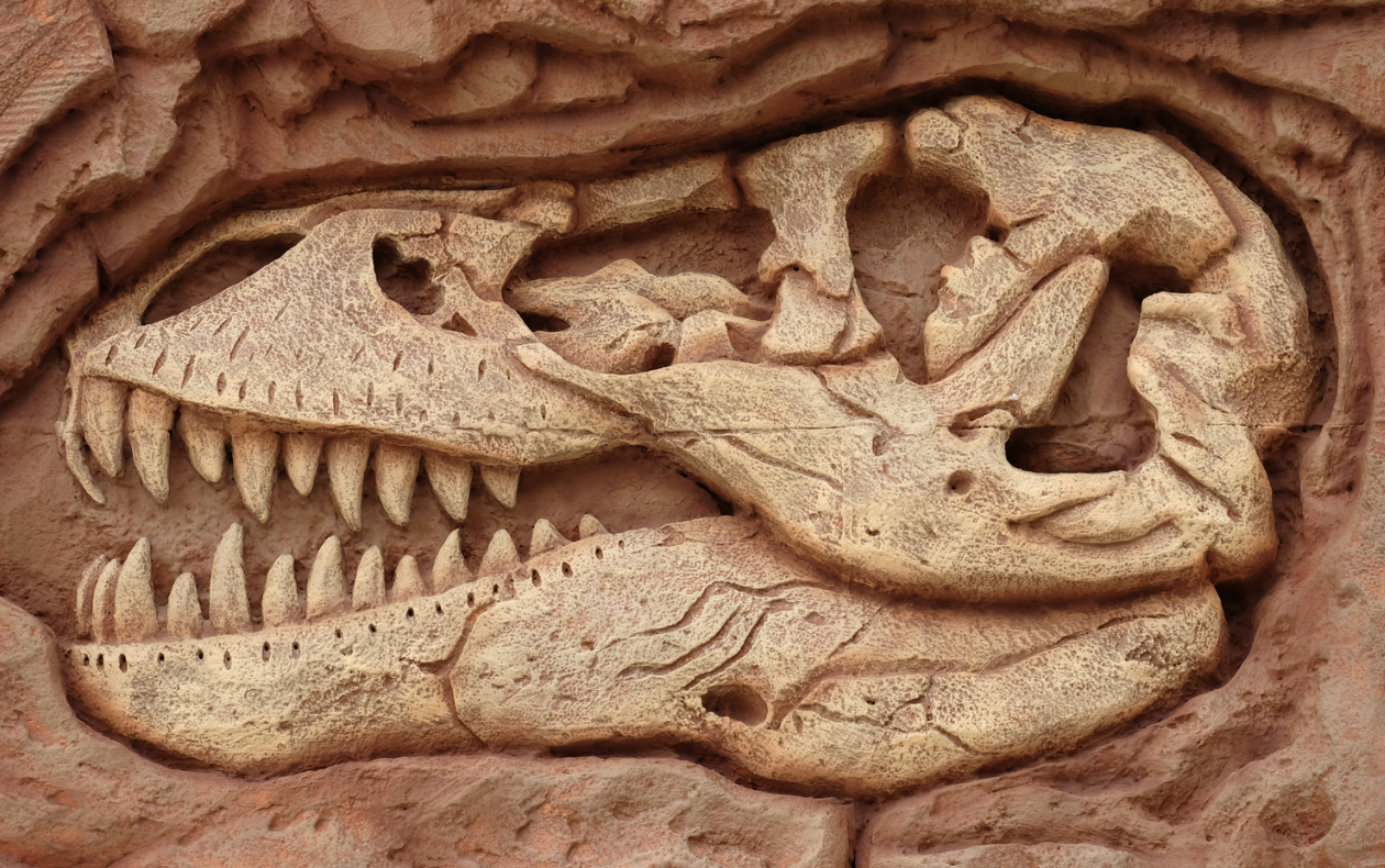 El mayor diente de titanosaurio jamás descubierto en Brasil: un tesoro paleontológico en Uberaba
